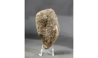 Aplosmilia sp