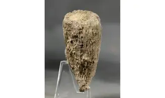 Aplosmilia sp