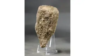 Aplosmilia sp