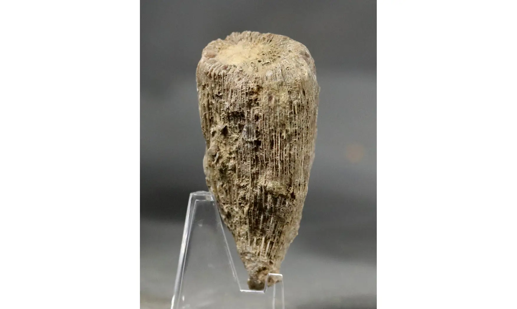 Aplosmilia sp