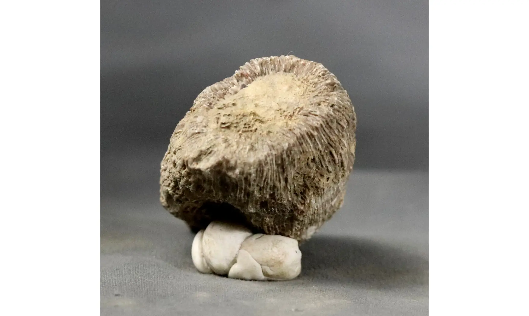 Aplosmilia sp