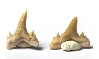Lot de dents