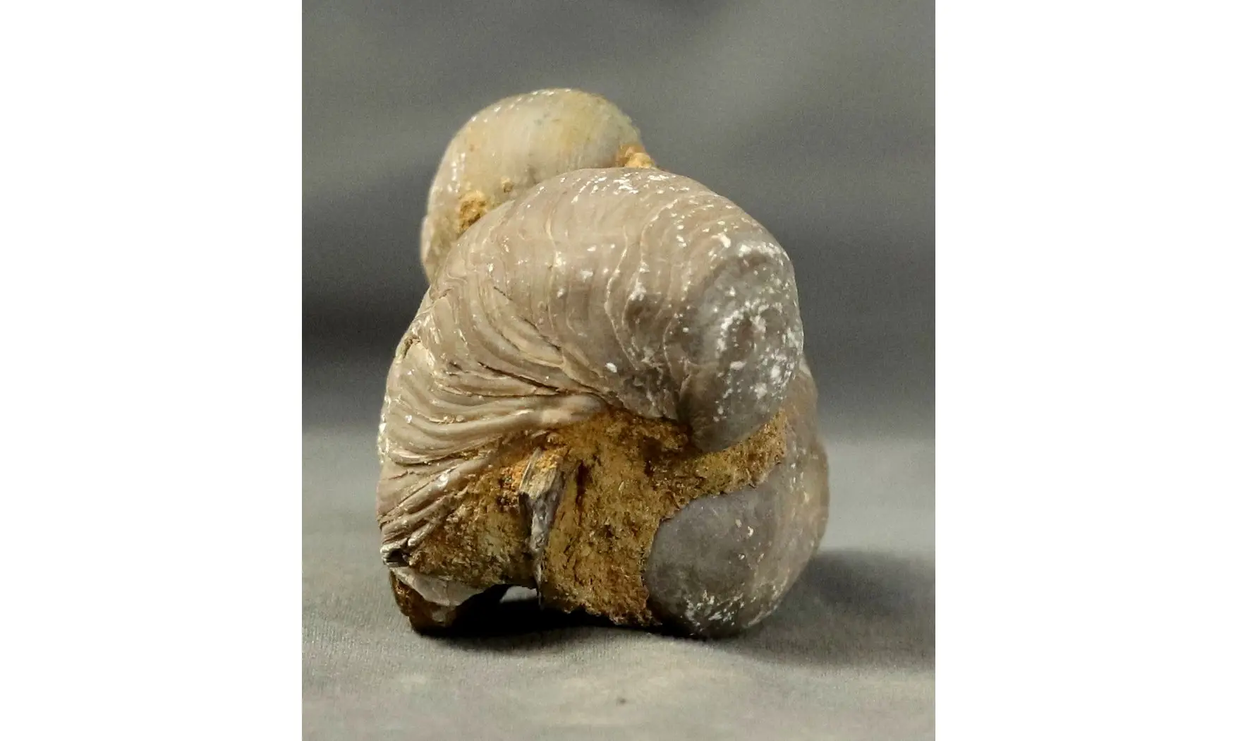 Gryphaea arcuata