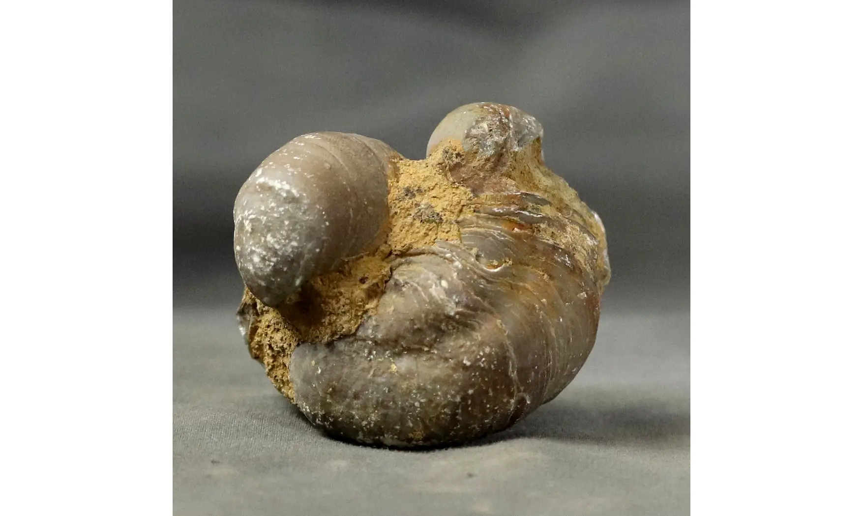 Gryphaea arcuata