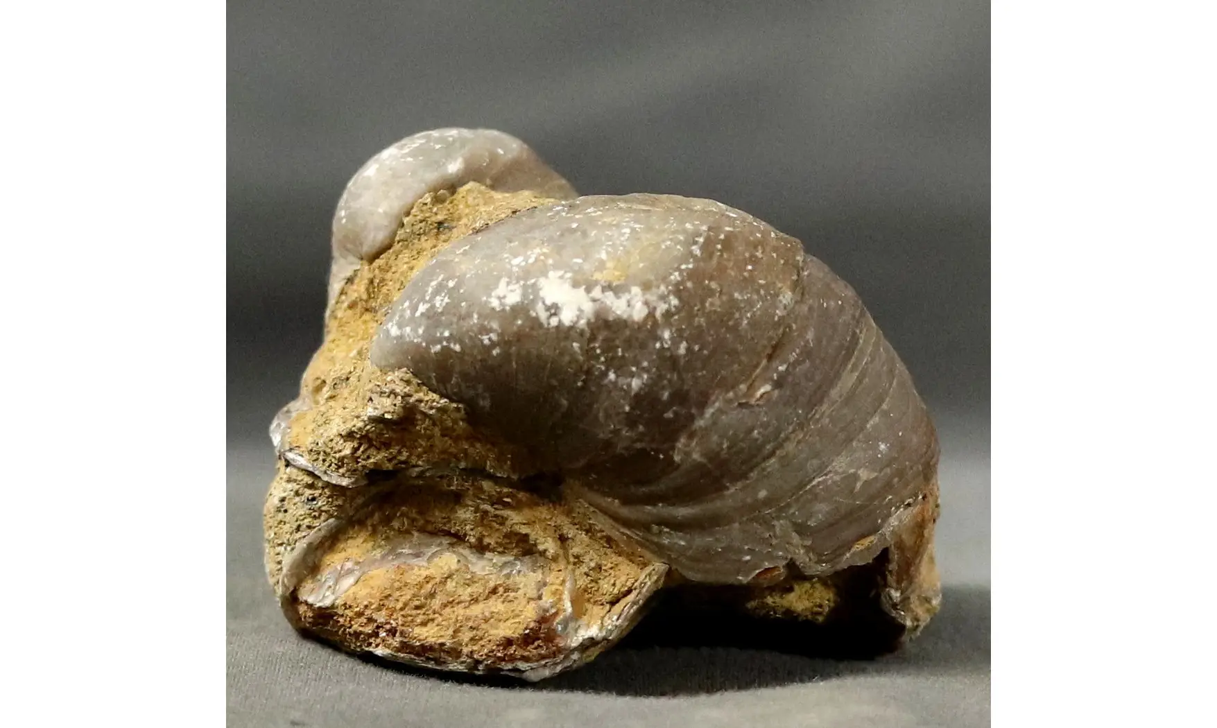 Gryphaea arcuata