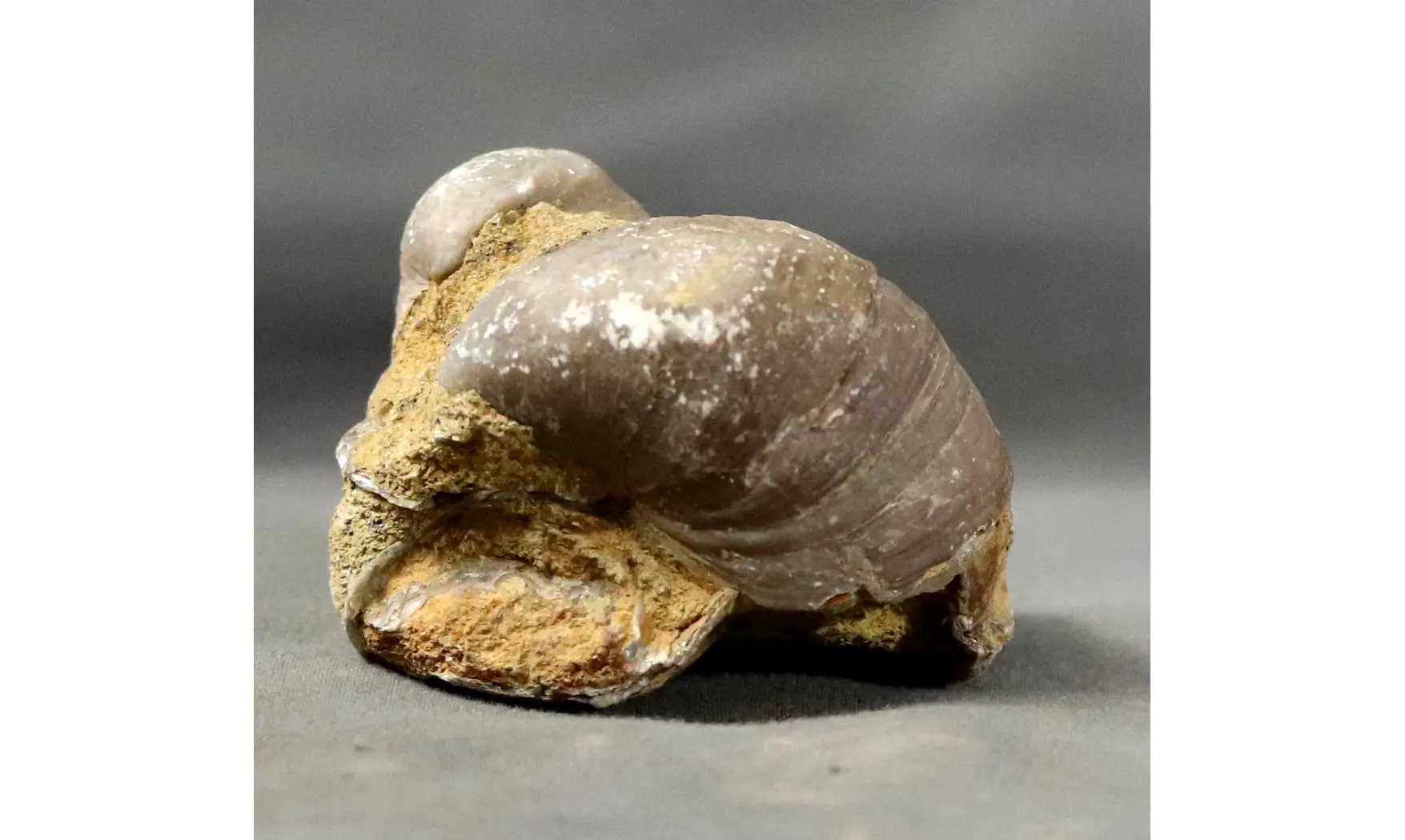 Gryphaea arcuata