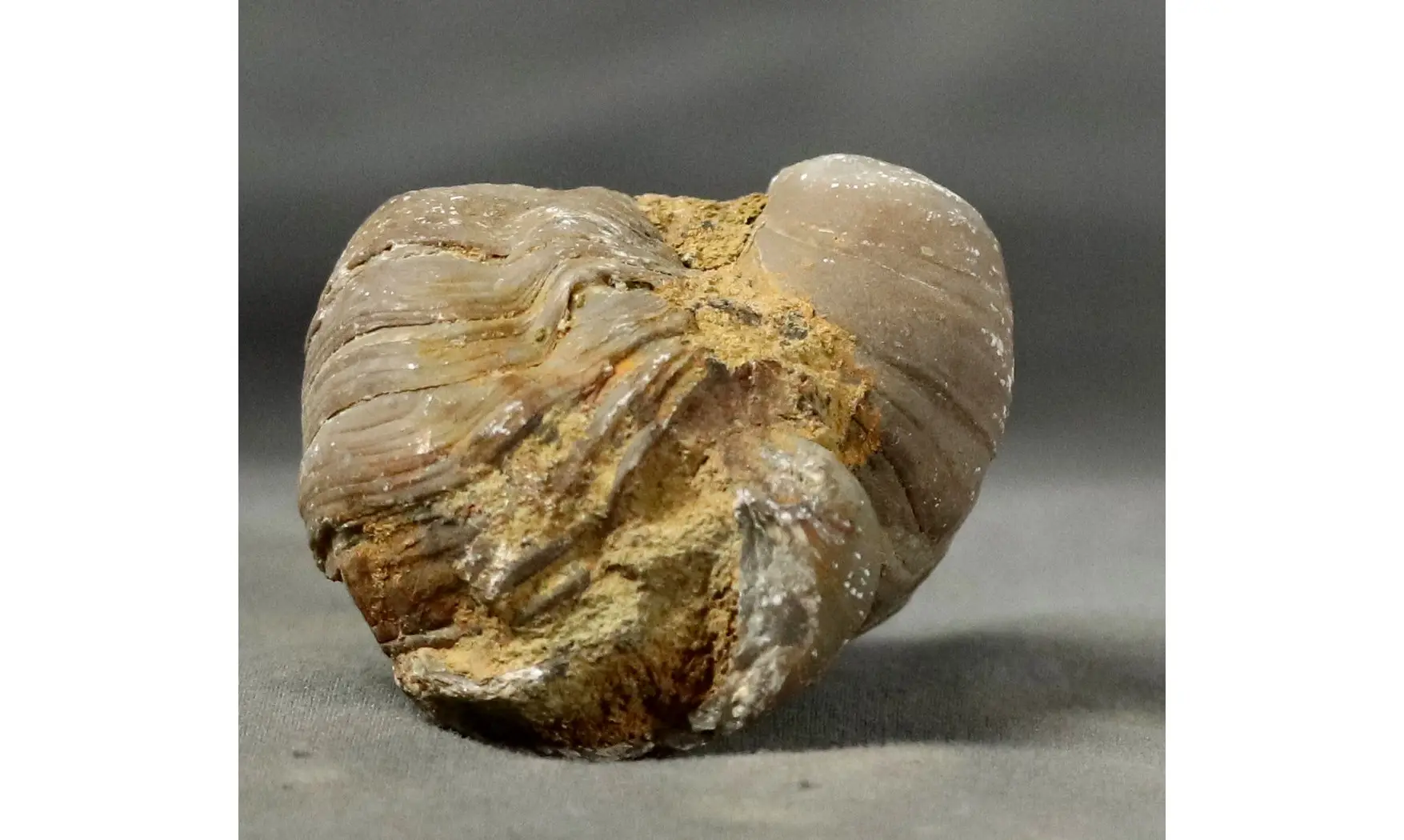 Gryphaea arcuata