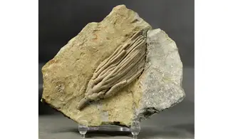 Cydrocrinus concinnus