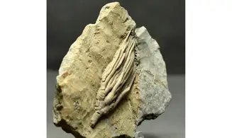 Cydrocrinus concinnus