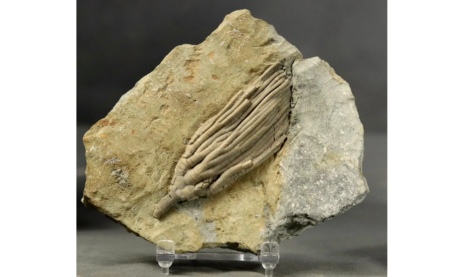 Cydrocrinus concinnus