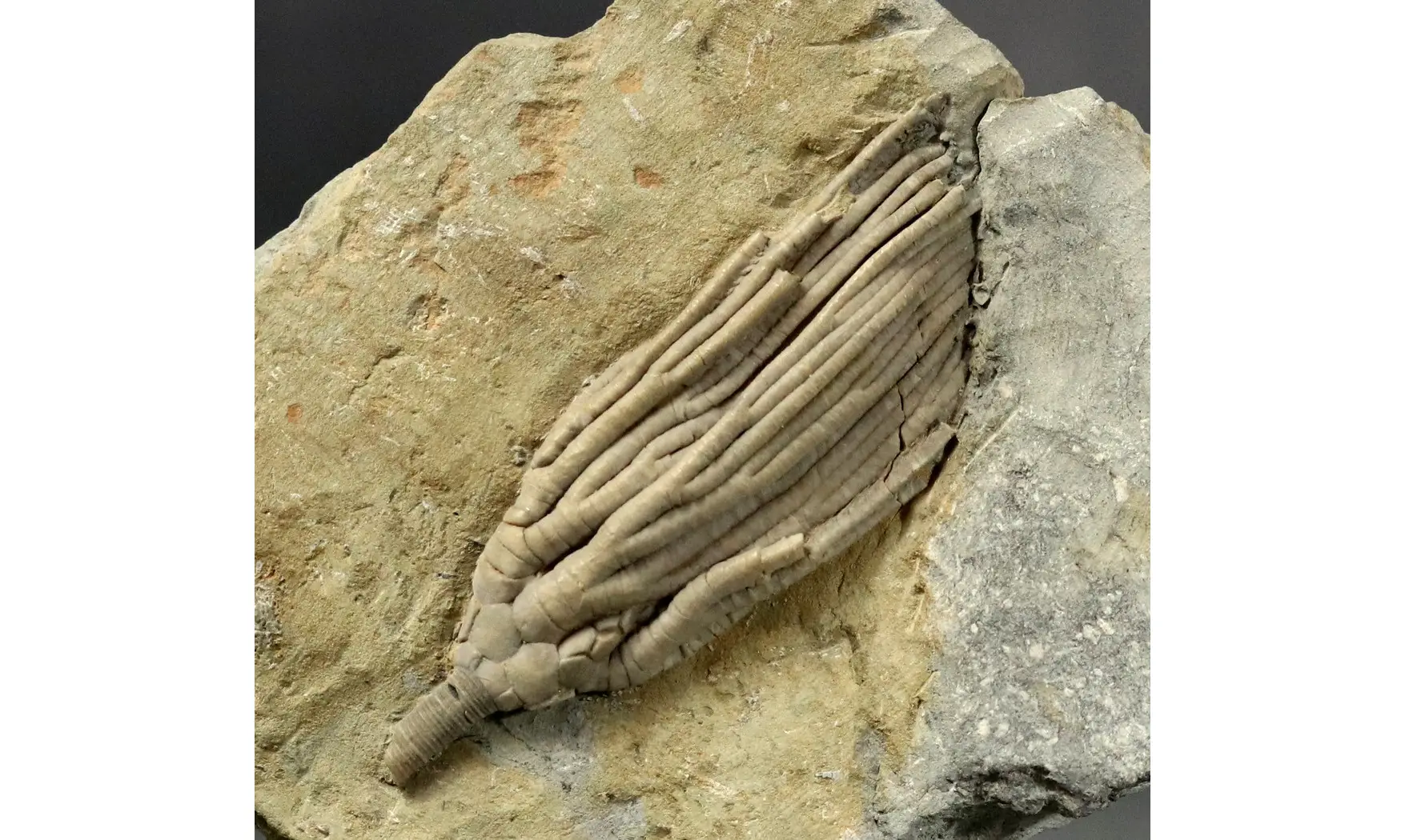 Cydrocrinus concinnus