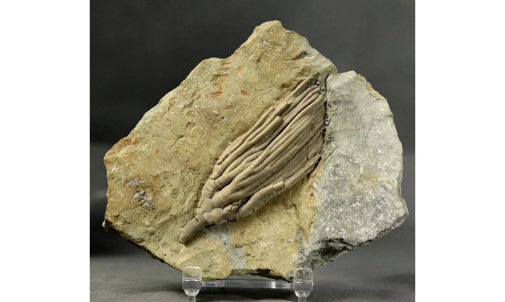 Cydrocrinus concinnus