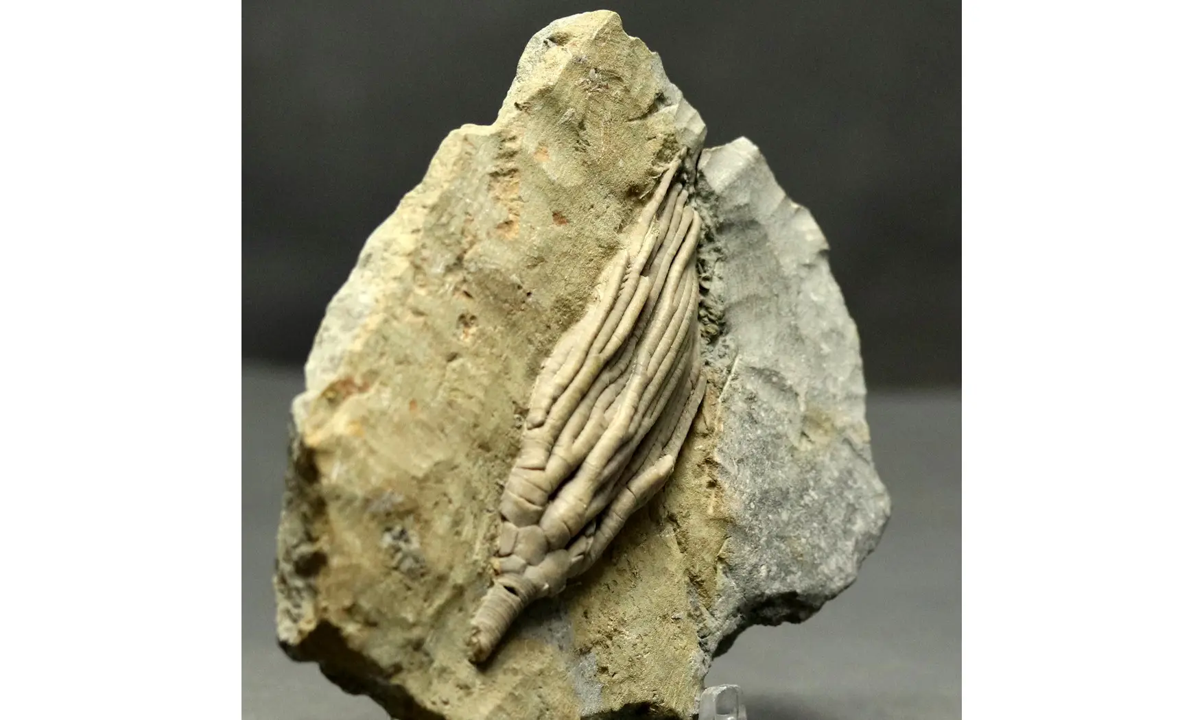 Cydrocrinus concinnus