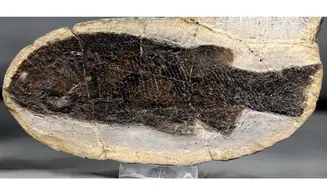 Paramblypterus duvernoyi