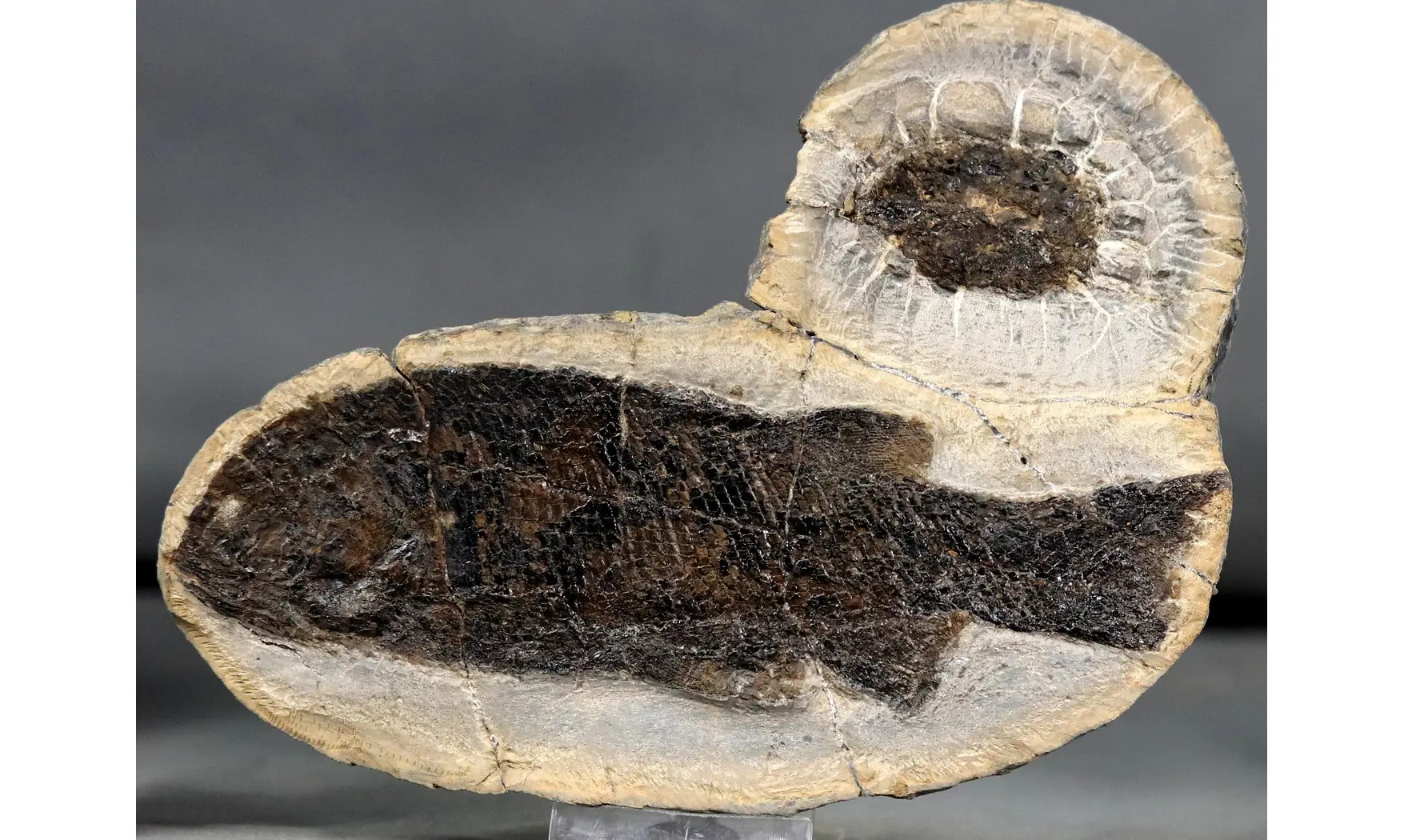 Paramblypterus duvernoyi