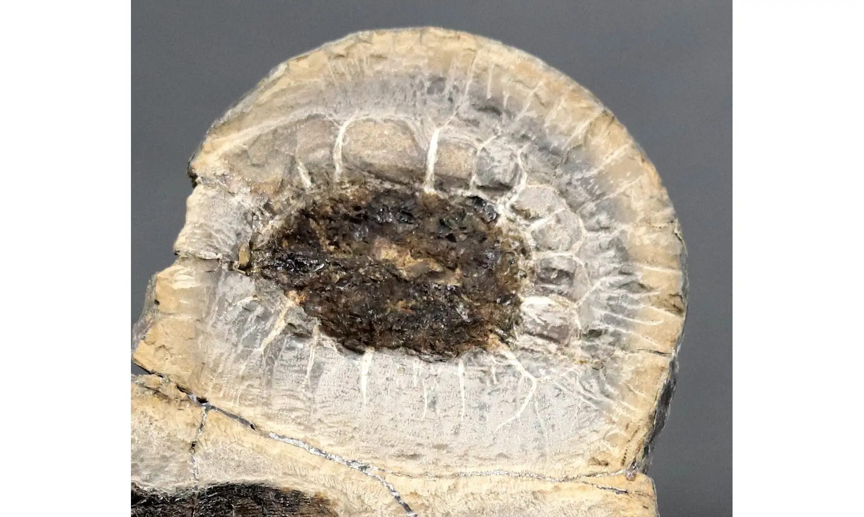 Paramblypterus duvernoyi