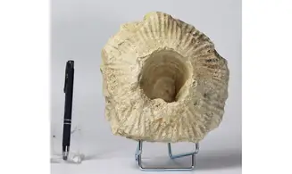 Laperousia jouanneti