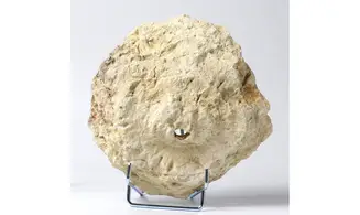 Laperousia jouanneti