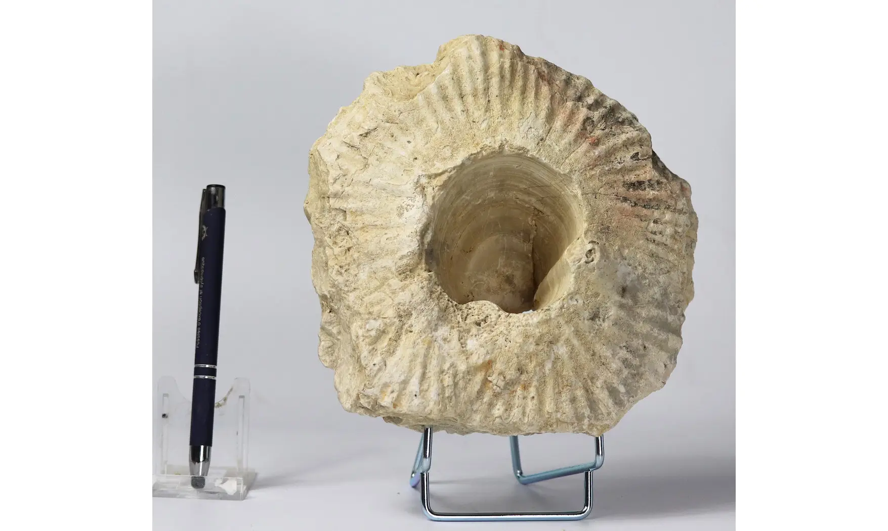 Laperousia jouanneti