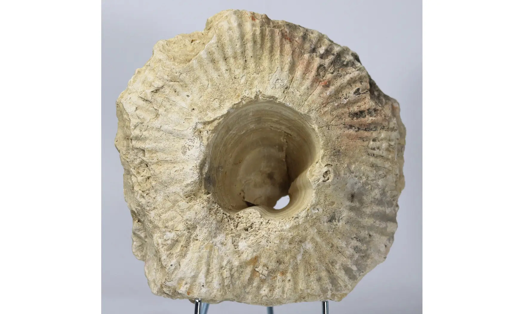 Laperousia jouanneti