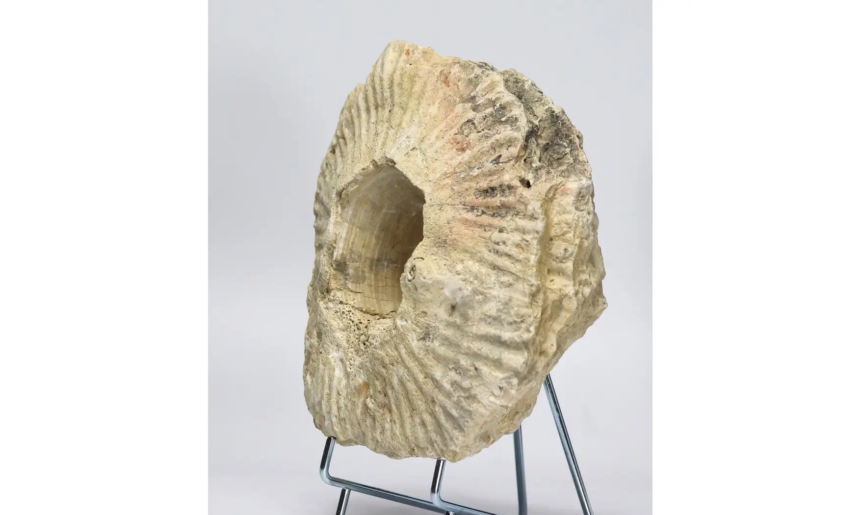 Laperousia jouanneti
