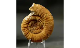 Grossouvria curvicosta