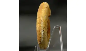 Grossouvria curvicosta