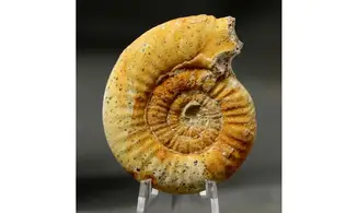Grossouvria curvicosta