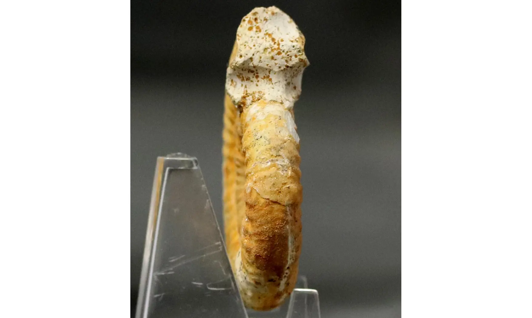 Grossouvria curvicosta