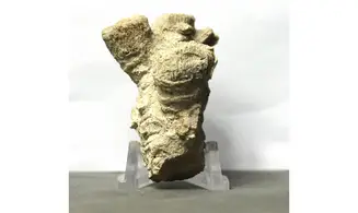 Thecosmilia trichotoma