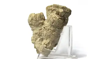 Thecosmilia trichotoma