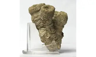 Thecosmilia trichotoma
