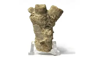Thecosmilia trichotoma