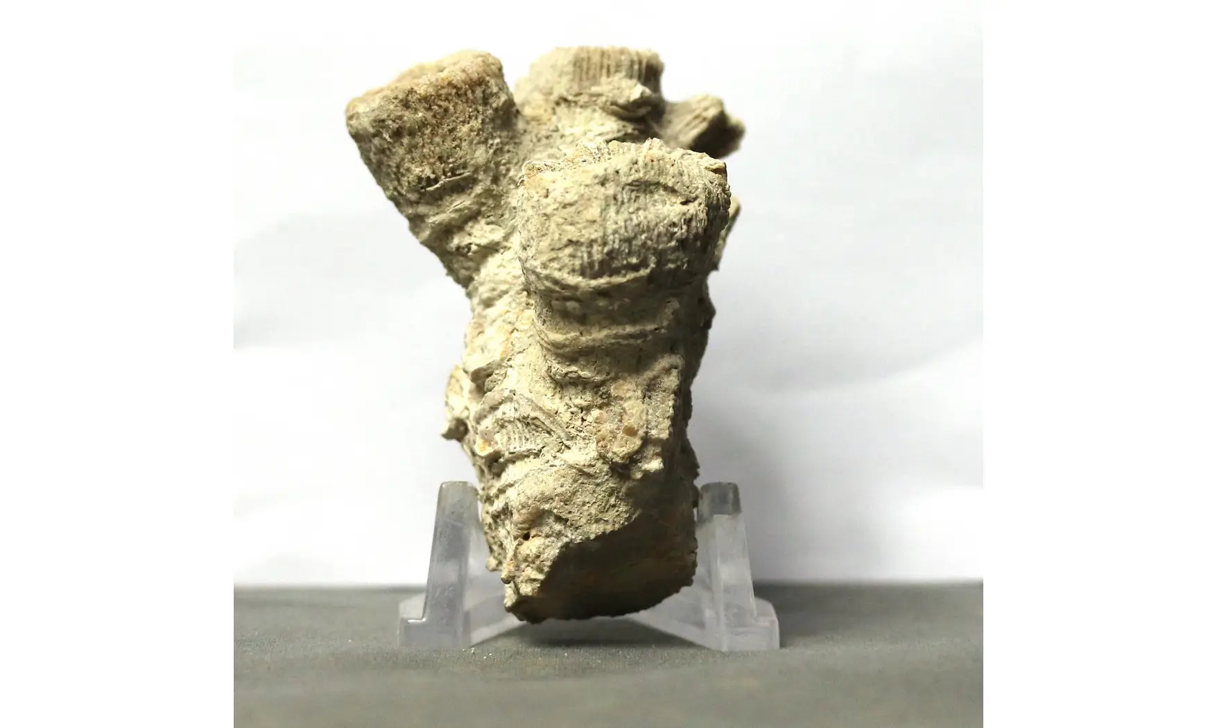 Thecosmilia trichotoma