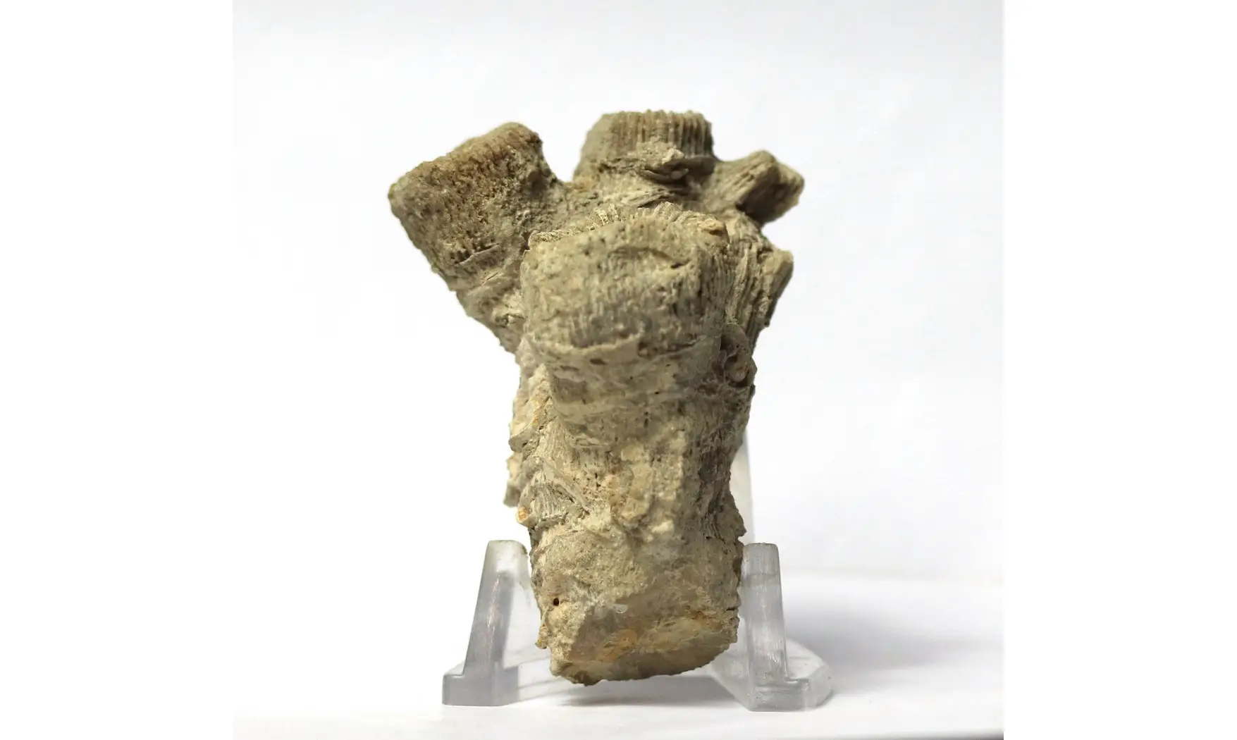 Thecosmilia trichotoma