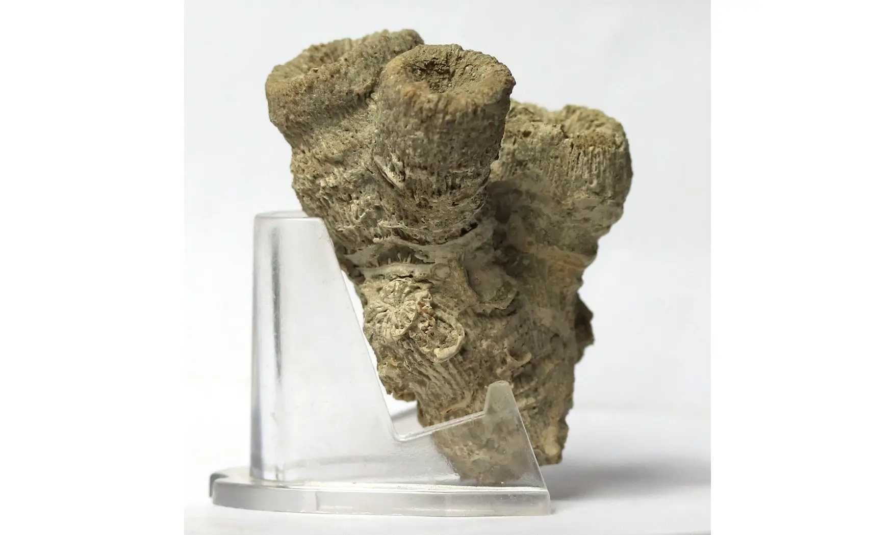 Thecosmilia trichotoma