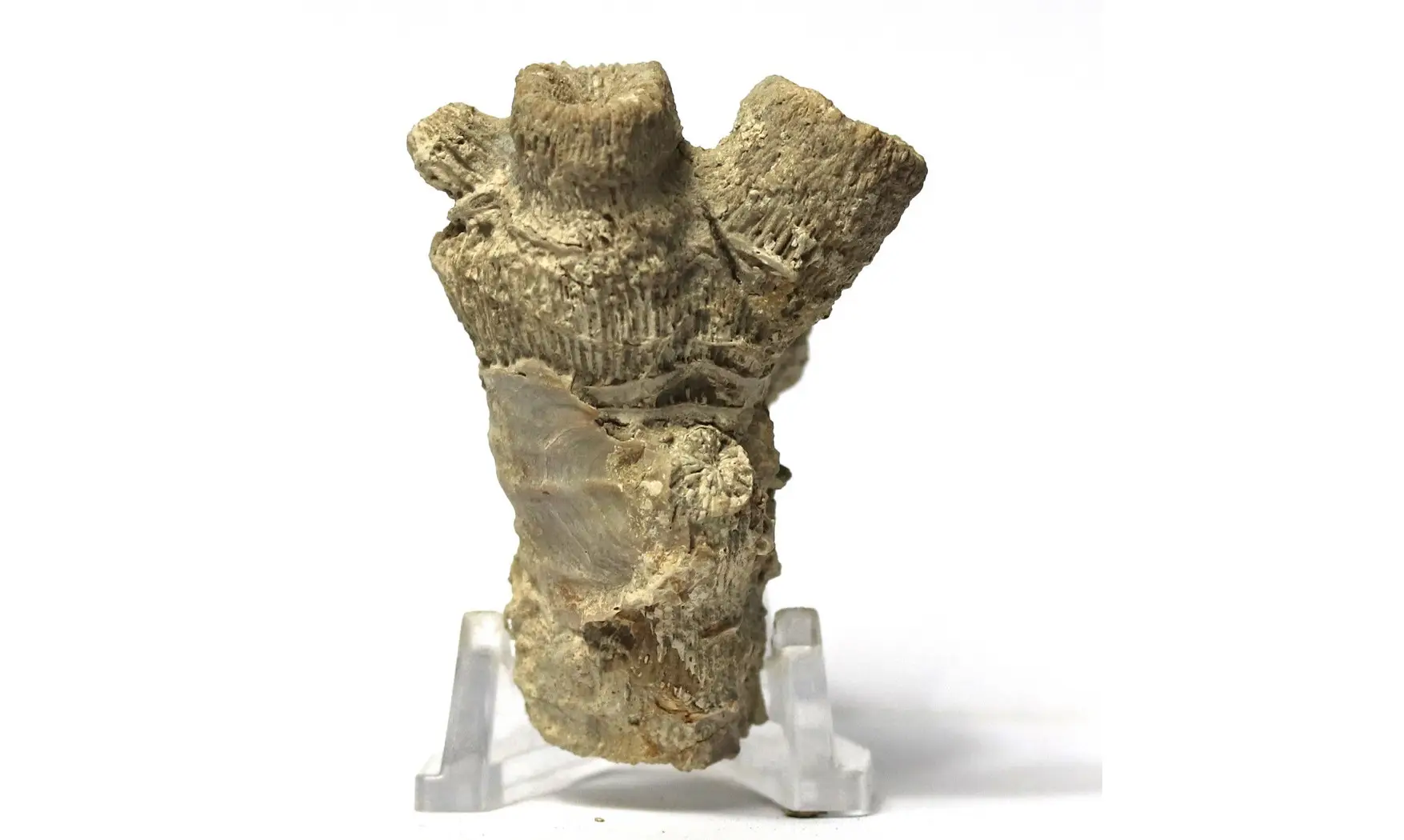 Thecosmilia trichotoma