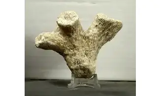 Thecosmilia trichotoma