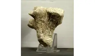 Thecosmilia trichotoma