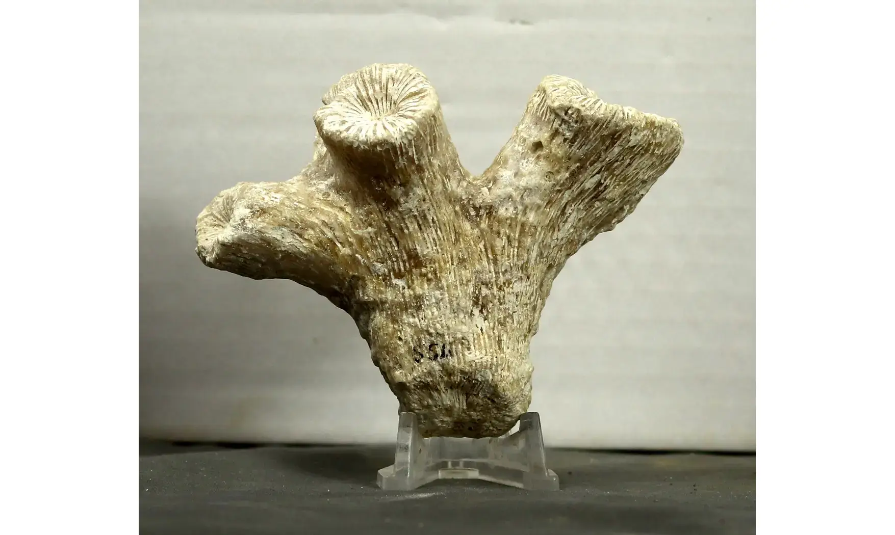 Thecosmilia trichotoma
