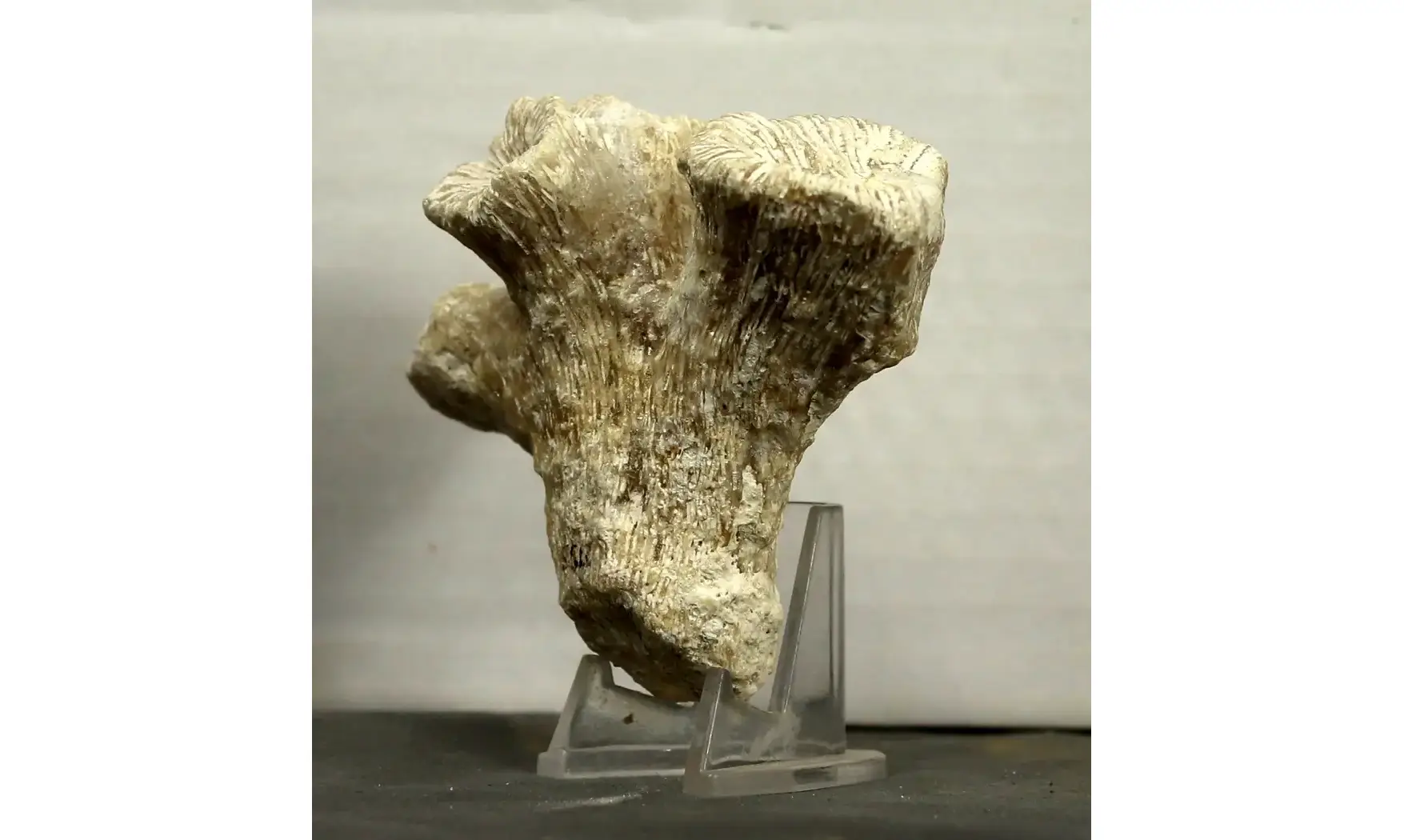 Thecosmilia trichotoma