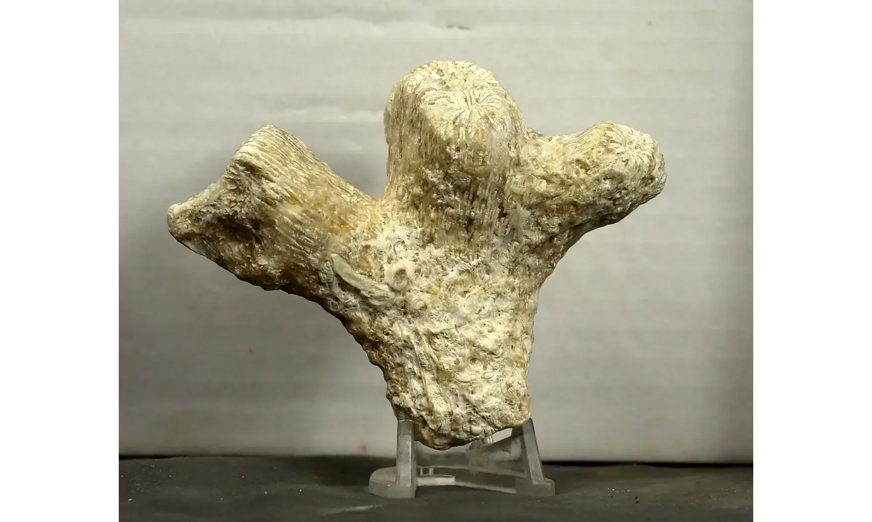 Thecosmilia trichotoma