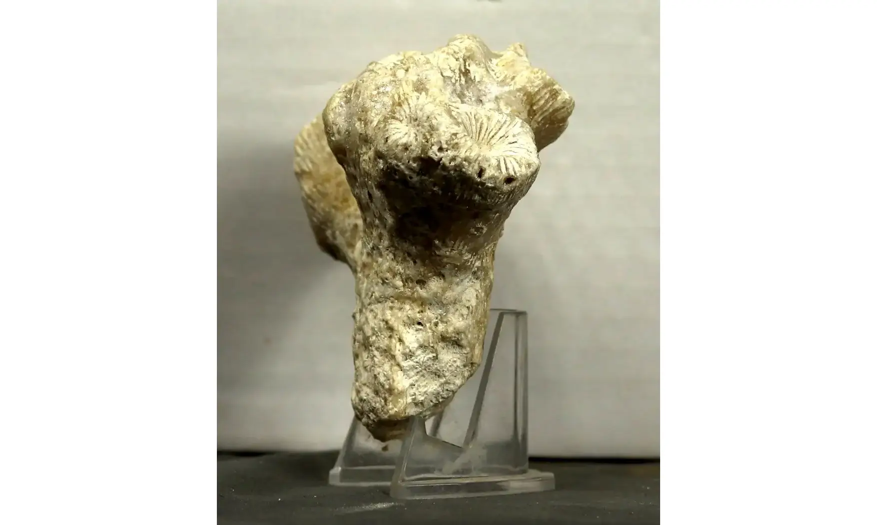 Thecosmilia trichotoma