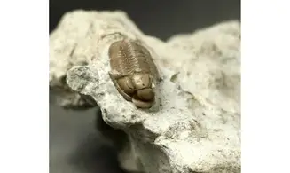 Proetus cf. granulatus