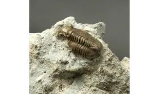 Proetus cf. granulatus