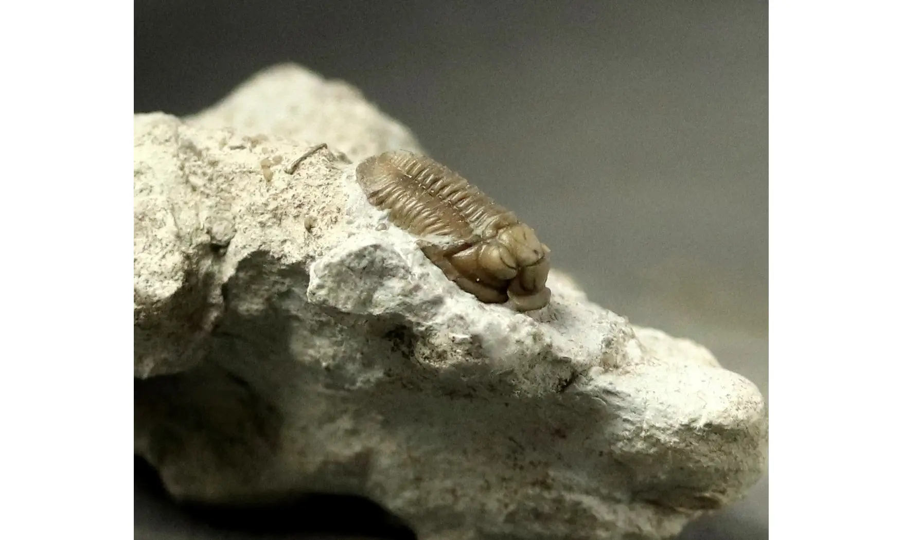 Proetus cf. granulatus