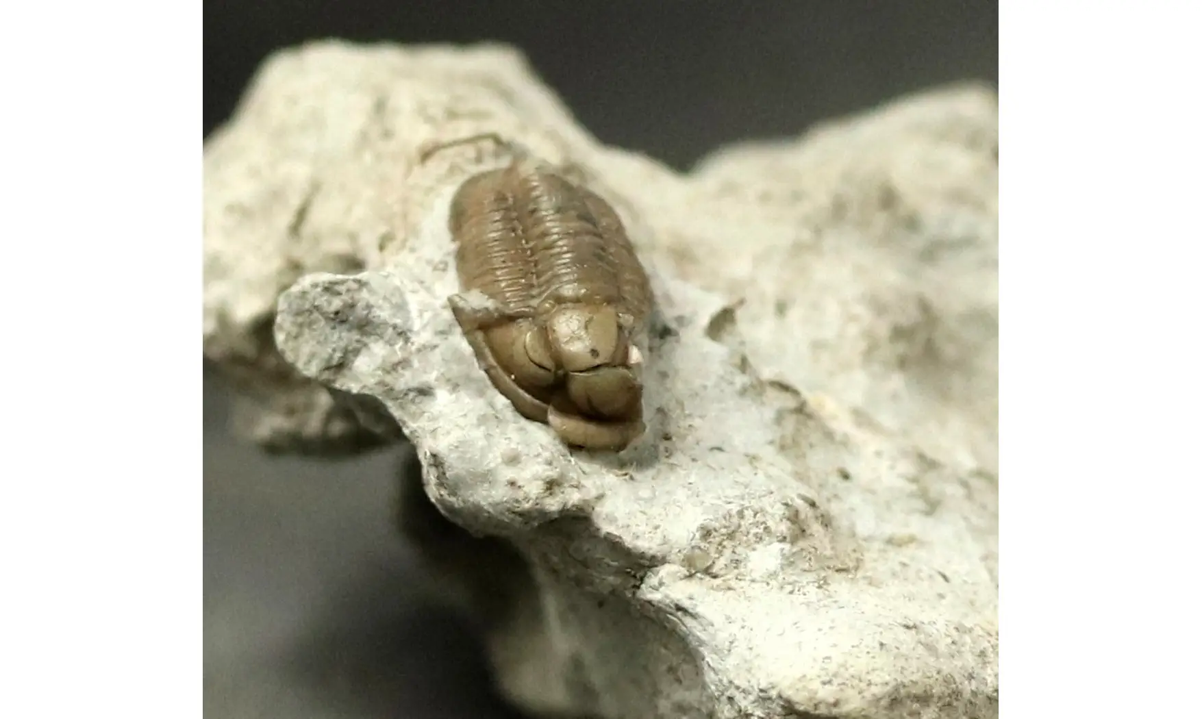 Proetus cf. granulatus