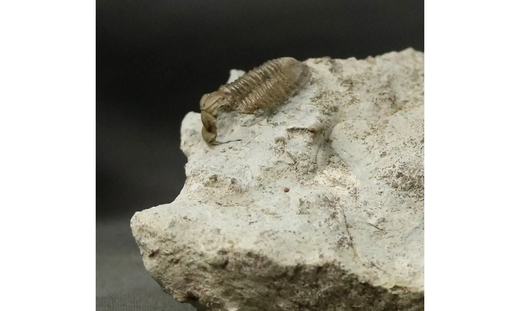 Proetus cf. granulatus