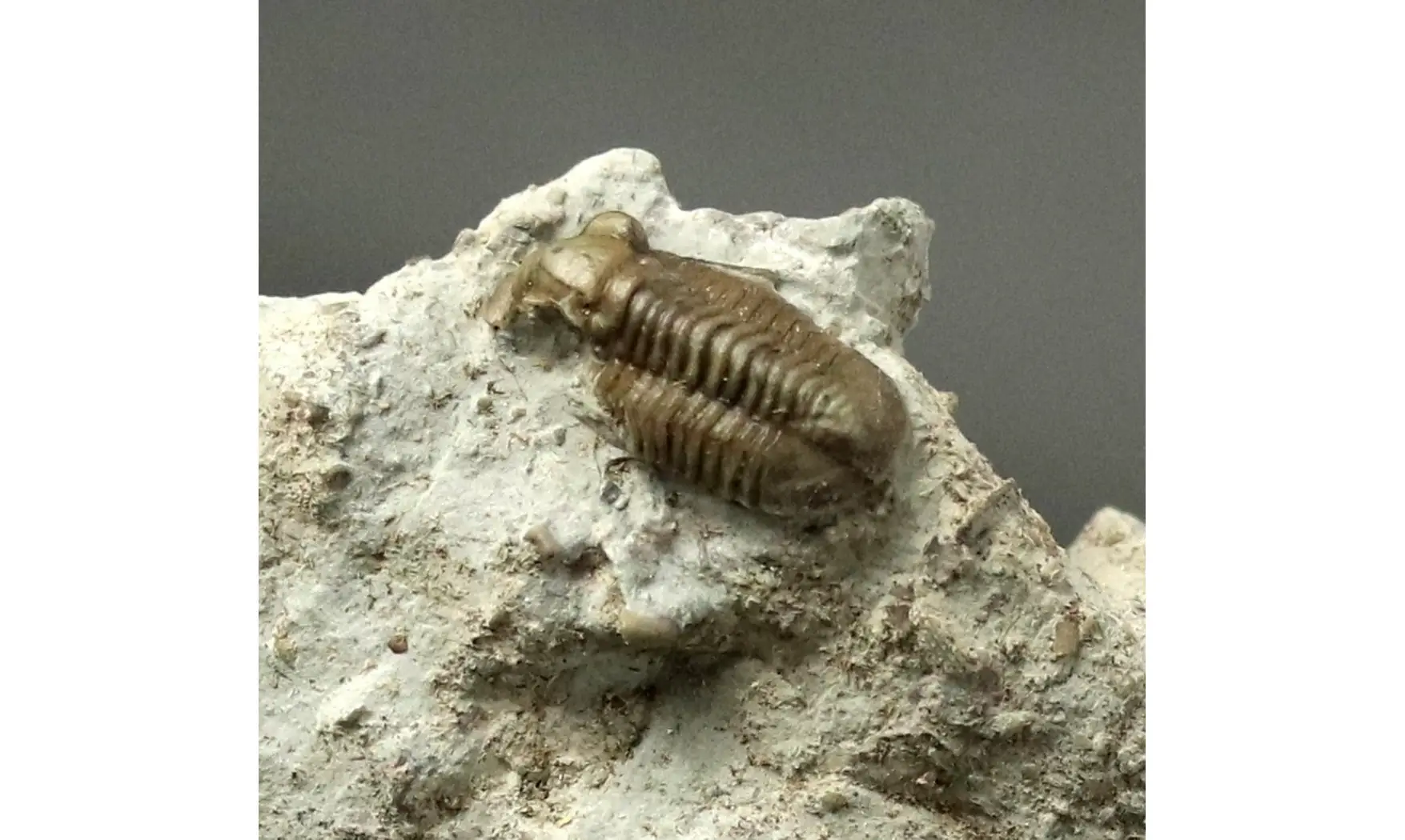 Proetus cf. granulatus