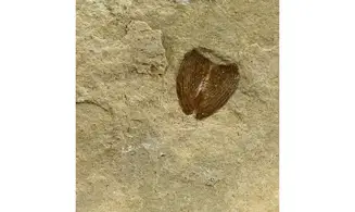 Lamellaptychus